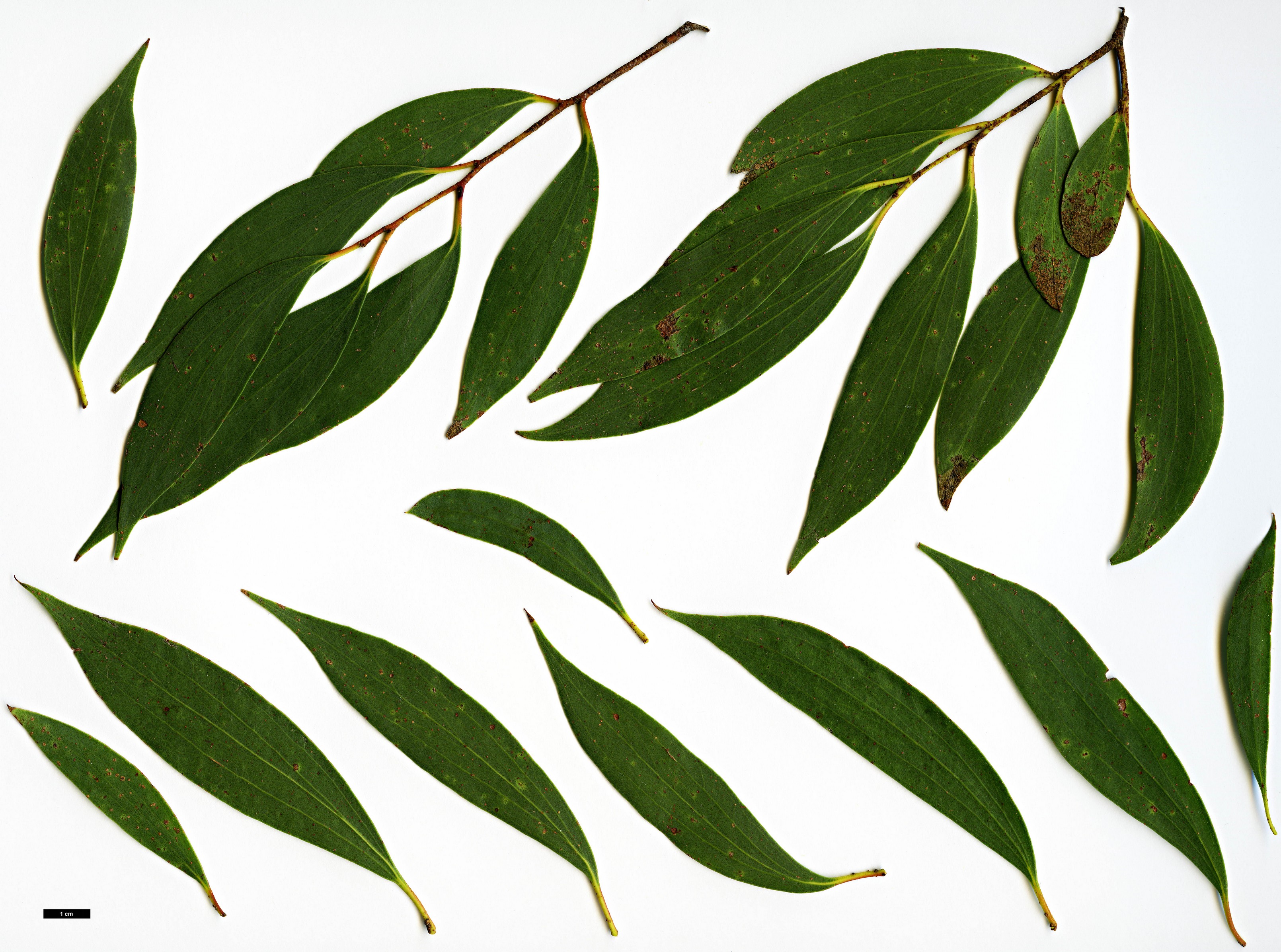 High resolution image: Family: Myrtaceae - Genus: Eucalyptus - Taxon: stellulata